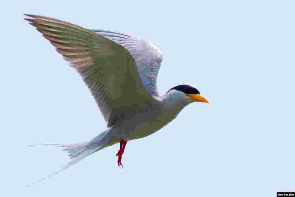 The tern has become near extinct in Cambodia. (Photo by Suy Senglim)