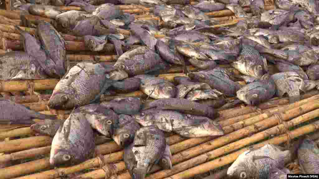 Les poissons sèchent dans le village de Tagal, Tchad, le 24 avril 2017 (VOA/Nicolas Pinault)