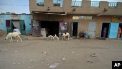 Des animaux se promènent dans les rues de Nouakchott, Mauritanie, le 9 août 2008.