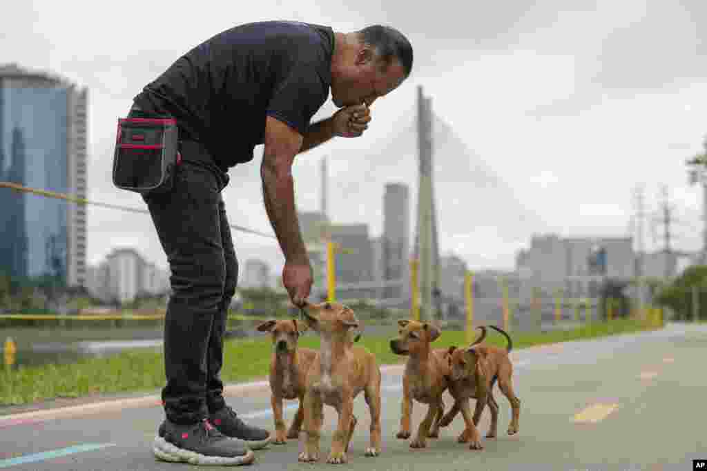 Alrededor de 2019, un fenómeno en redes sociales en el que brasileños publicaban imágenes junto a la frase "esto representa a Brasil más que el fútbol o la samba”, favoreció a estos perros mestizos que empezaron a ser más apreciados, no sólo de forma online. 