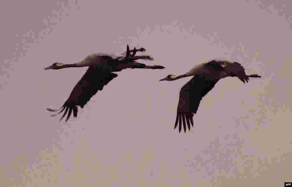 Cranes fly over the Teufelsmoor "Devil's moor" in Gnarrenburg, nothern Germany.