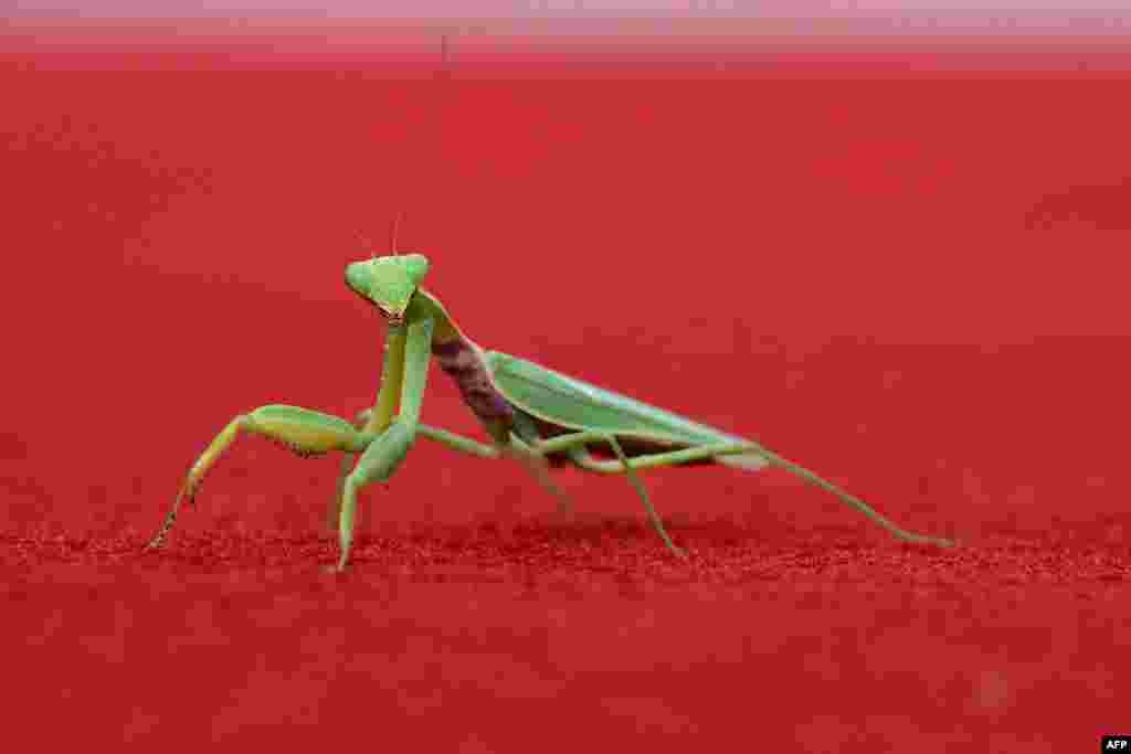 A praying mantis is seen on the red carpet before the arrival of the cast of the movie 'April' presented in competition during the 81st International Venice Film Festival at Venice Lido.