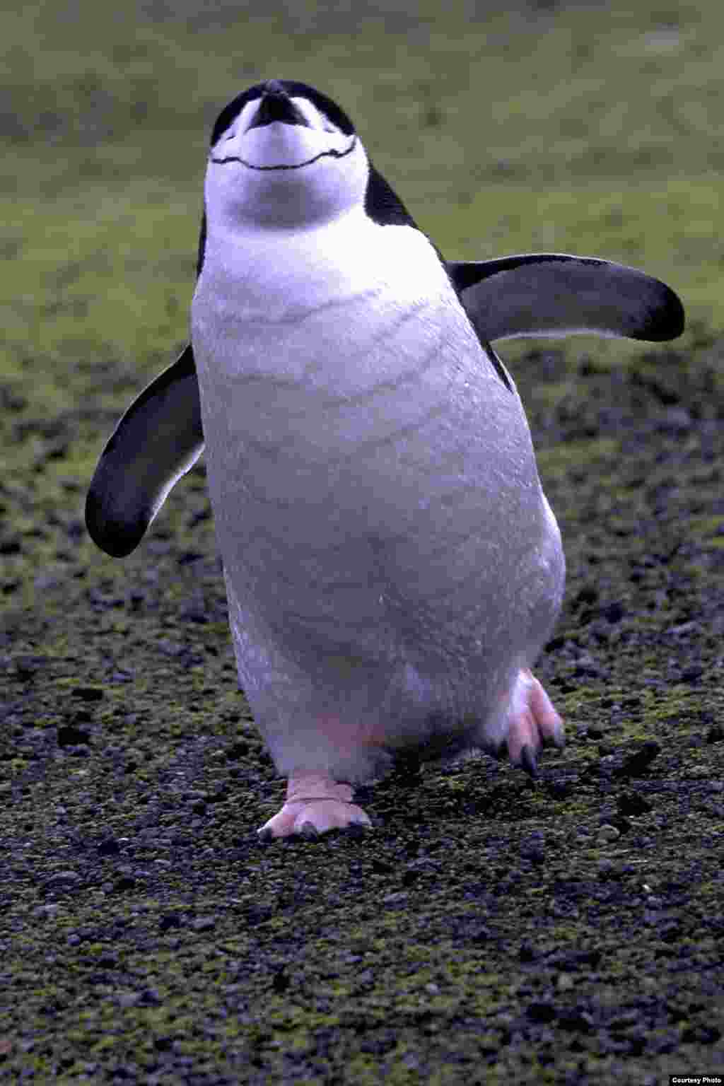 Penguin Chinstrap berjalan di atas Prasiola crispa, atau daratan ganggang hijau. (OCEANITES/Ron Naveen)