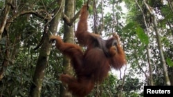 FILE - A male orangutan hangs from a tree in Gunung Leuser National Park in Langkat district of the Indonesia's North Sumatra Province.