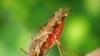 Malaria Drug Resistance in Cambodia Not a Surprise