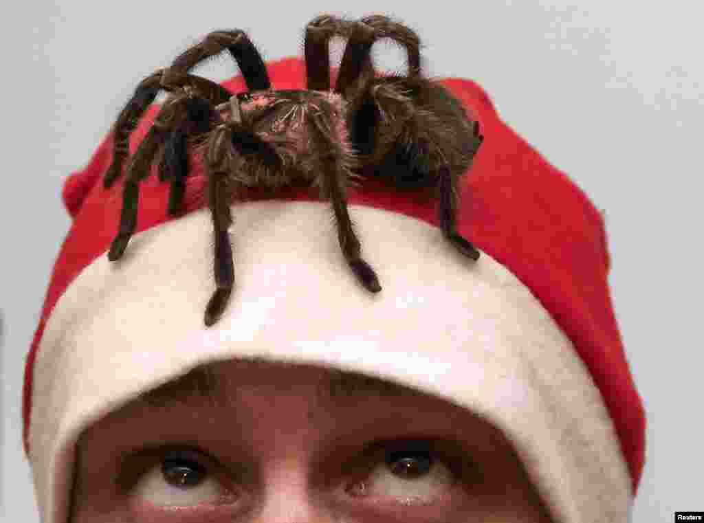 Seorang penyayang laba-laba, Yegor Konkin, menggunakan pakaian Santa Claus, memperhatikan laba-laba Phormictopus antillensis yang beracun merangkak di kepalanya saat ia mempersiapkan pertunjukan untuk Natal dan tahun baru di apartmen orangtuanya di Minusinsk, Rusia.