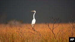 A great egret sits on top of a dead tree in the Florida Everglades, near South Bay, Fla. Friday, Jan. 14, 2005, as the sky turns darks as a thunderstorm moves across the area. 