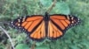 Forget Butterfly Nets; Today's Naturalists Capture Specimens on Phones.