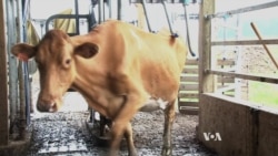 The Future of Dairy Farming: Robot Milkers
