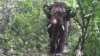 China-backed Dam Project May Threaten Myanmar Wildlife Sanctuary