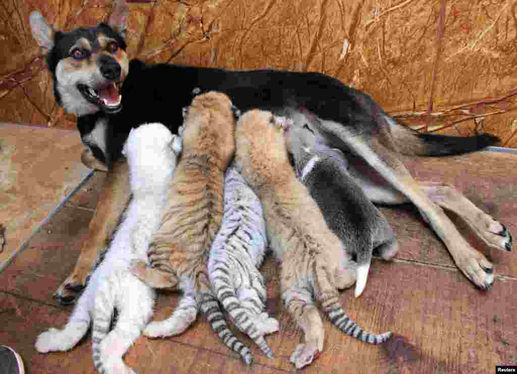 Seekor anjing menyusui 4 bayi harimau dan seekor anak anjing di suaka margasatwa Xixiakou, provinsi Shandong, China.