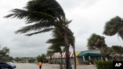 Pohon-pohon palem ditiup angin kencang di Pantai Vero, Florida, menjelang datangnya Badai Matthew (6/10). 