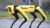 Robot Anjing Pemantau Lingkungan di Italia