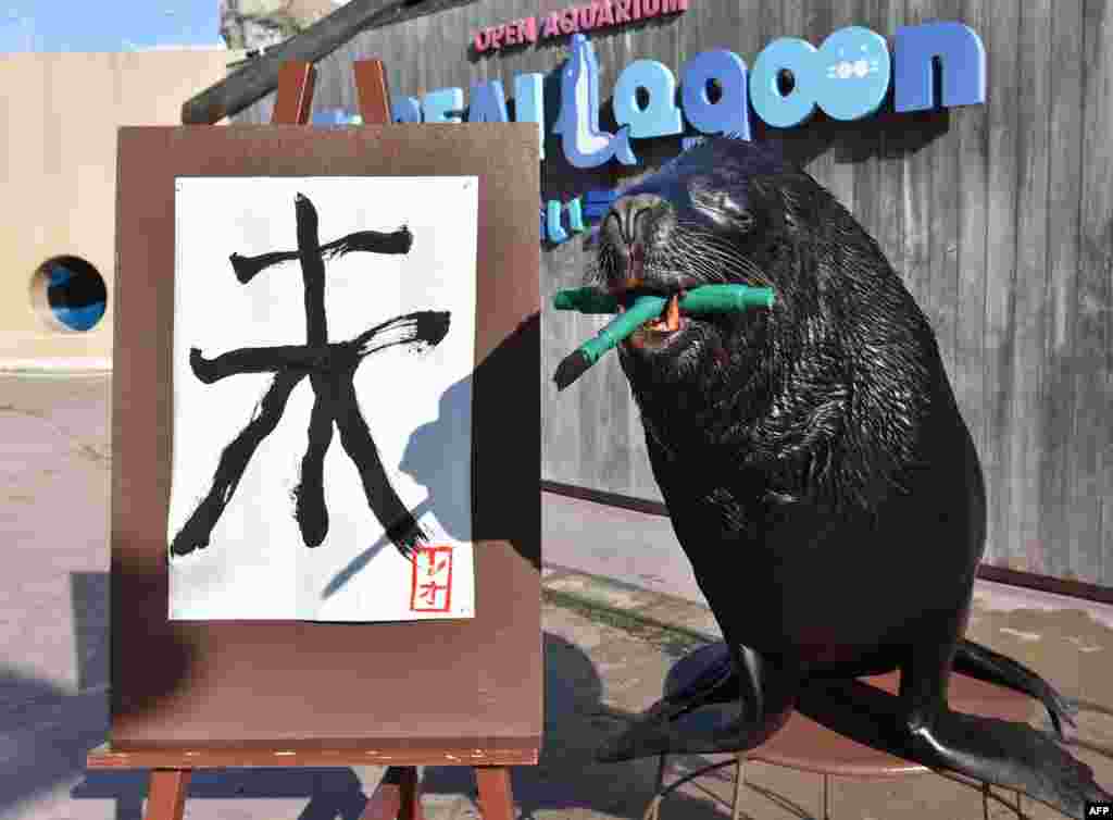 2014年12月31日，在东京郊区横滨的八景岛海洋天堂水族馆，一头海狮（sea lion）写&ldquo;未&rdquo;字，迎接羊年。