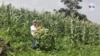 Salvador Castillo, productor agropecuario nicaragüense, cuyos cultivos han sido afectados por la plaga. [Foto: Daliana Ocaña, VOA]