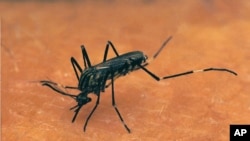 Un virus prélevé sur un moustique semble efficace contre certains cancers, du moins en laboratoire