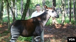 John Lucas with an Okapi or forest giraffe (Okapi Conservation Project)