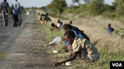 Anak-anak dan orang tua sedang memungut jagung yang jatuh di jalanan dari sebuah truk di Zimbabwe (foto: dokumentasi)