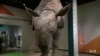 Exhibit Illustrates Extreme Adaptations of Mammals Over Millennia