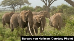 Poaching has made elephants an endangered species.