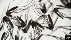 Virus Zika yang dibawa nyamuk menyebar di Amerika sementara puluhan ribu orang akan datang ke Brasil tahun ini untuk Olimpiade, dikhawatirkan menjadi batu loncatan penyebaran virus tersebut ke seluruh dunia (Foto: ilustrasi).