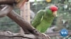 Is the Urban Jungle the Answer to Helping Some Endangered Species?
