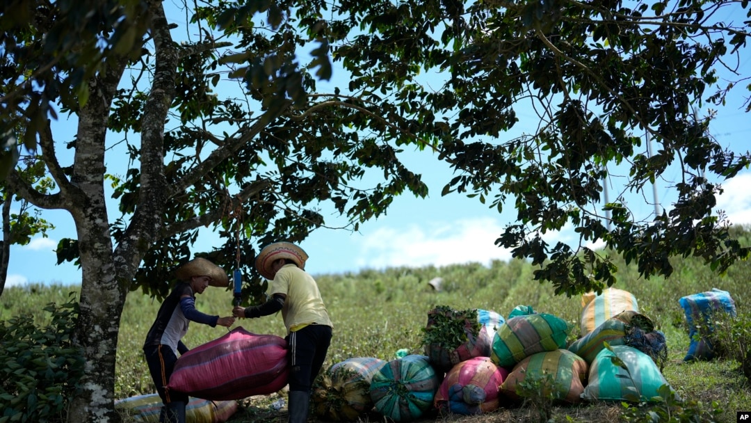 Trabajadores agrícolas pesan sacos de hojas de coca cosechadas en un campo en el Cañón de Micay, en el suroeste de Colombia, el martes 13 de agosto de 2024.