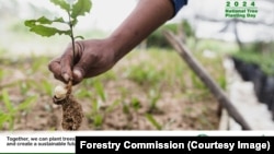 International Tree Planting Day Zimbabwe 2024