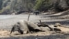 Severely Dry Weather Is Killing Zimbabwe’s Wildlife