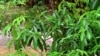 Inquiétude pour l'avenir de l'iboga, plante psychotrope, au Gabon