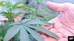 Marijuana 