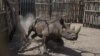 Quatre des six rhinocéros noirs réintroduits au Tchad sont morts