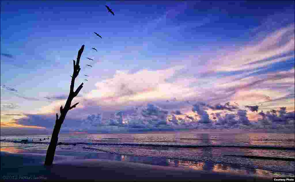 Burung-burung Pelikan terbang sepanjang pantai saat matahari terbit di Taman Nasional Pulau Hunting di kota Beaufort, South Carolina, Amerika Serikat.