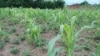 Champ agricole de Kabezi au Burundi, le 2 février 2017