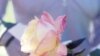 In the Garden: Getting Started With Roses