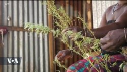 Des agriculteurs sénégalais cultivent du cannabis