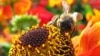Scientists Say Car Fumes Affect Pollinating Insects 
