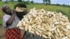 FILE - A subsistence farmer stacks her crop of maize in Chivi, southeast of the capital Harare, Zimbabwe, April 1, 2012. 