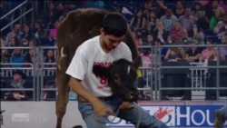 Children and Cattle Compete at Houston Rodeo