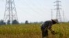 FILE - A farmer works in a paddy field under the power lines near Nam Theun 2 dam in Khammouane province, Oct. 28, 2013. 