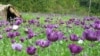 FILE - A handout picture taken in February 2006 by United Nations Office on Drugs and Crime (UNODC) shows a poppy field in a jungle in the northern province of Phongsali.