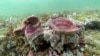 How a Small Stretch of Ocean Stirred a Conservation Movement