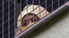 Hundreds of Thousands of Child Migrants Detained Across Globe, Reports Say