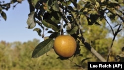This undated photo shows Hudson's Golden Gem apple in New Paltz, N.Y. Hudson's Golden Gem is one of many flavorful apples that might not be commercially acceptable but is among the best-tasting varieties for backyard growing. (Lee Reich via AP)