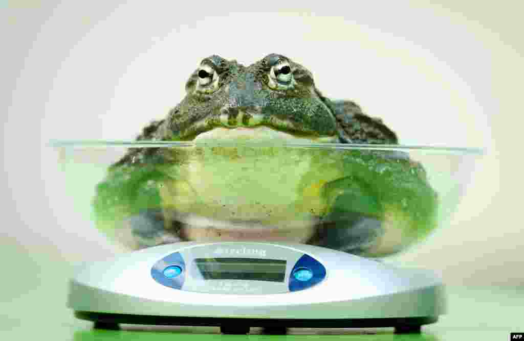 Seekor 'Bullfrog' Afrika ditempatkan di sebuah timbangan dalam penimbangan tahunan Kebun Binatang London, 21 Agustus 2013.