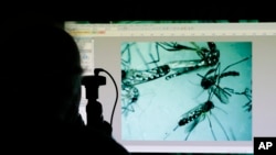 Evaristo Miqueli, a natural resources officer with Broward County Mosquito Control, looks through a microscope at Aedes aegypti mosquitoes in Pembroke Pines, Florida, June 28, 2016. The mosquitoes were collected from a residential home during a routine inspection, as part of the county's mosquito control procedure.