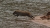 Brazil Water Study Raises Fears for Drought