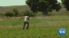 UN Agency Hopes to Revive Zimbabwe's Agriculture Sector
