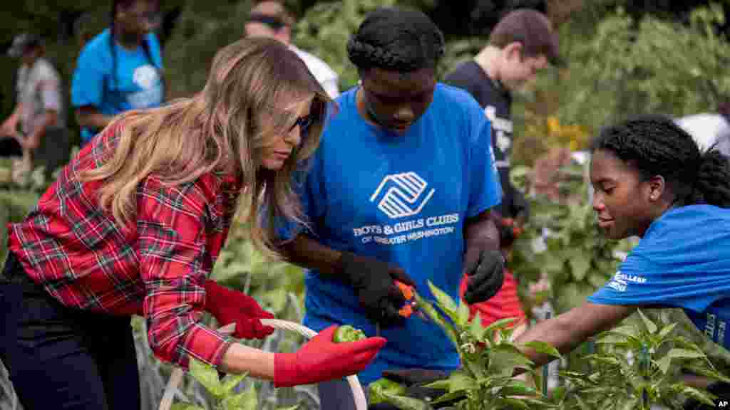 Melania Trump avec les enfants du "Boys and Girls Club" de Washington pour planter et récolter des légumes dans le jardin de la Maison Blanche, le 22 septembre 2017.
