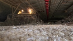 Maryland’s Chicken Pollution Problem Highlights Global Issue
